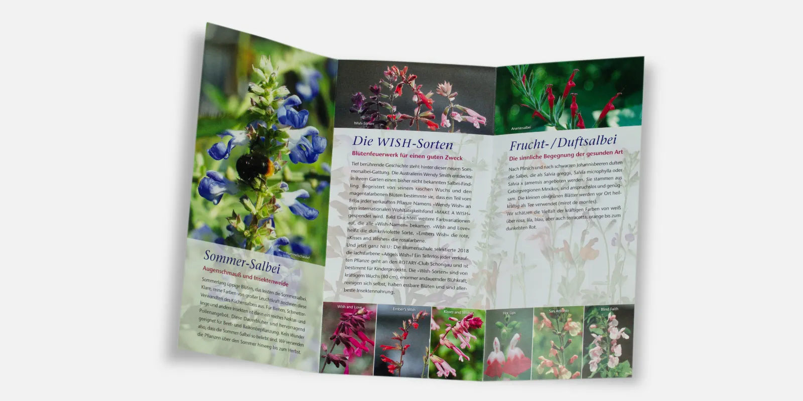 Salbeiflyer-3